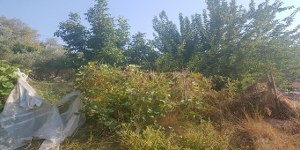 Marmaris - Söğüt Satılık Arsa