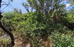 Marmaris - Taşlıca Satılık Arsa