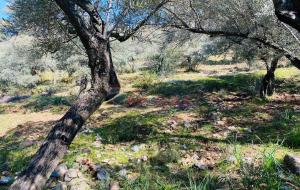 Ortaca - Güzelyurt Satılık Arsa